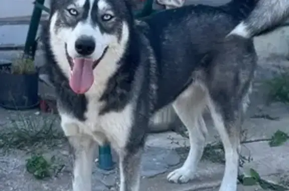 Пропал собака, МСПП Рубежный, Самара - хаски с черно-белым окрасом - photo