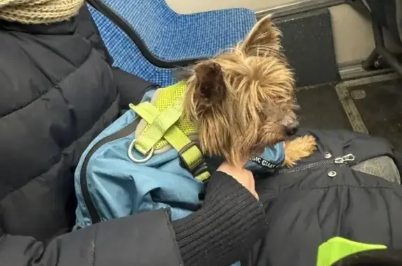 Найдена собака, Москва, фото: Найдена собака, Енисейская улица, Москва - мальчик в синем комбинезоне