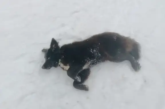 Пропала собака, девочка, Тула - чёрная с белой грудкой - photo