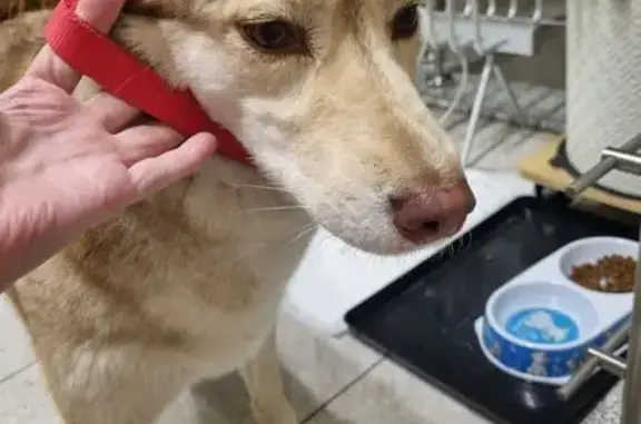 Найдена собака, Краснодар, фото: Найдена собака, улица Власова, 197, Краснодар - рыжая хаски, сука