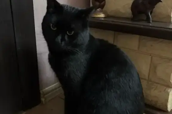 Пропал кот, улица Менжинского, 31, городское поселение Грязи - белые пятна на груди и в области паха - photo