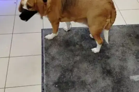 Найденные животные Зеленоград, фото: Найдена собака, Панфиловский проспект, Зеленоград - рыжий окрас