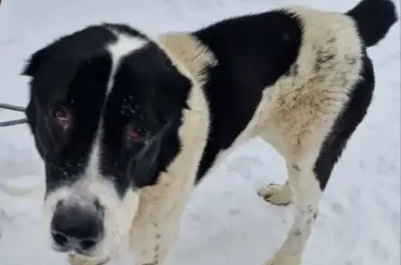 Пропал собака, Дмитровское шоссе, Ерёмино - былый с чёрными пятнами - photo