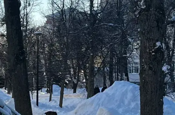 Найдена собака, Смоленск, фото: Найдена собака, улица Октябрьской Революции, Смоленск - коричневая, подхрамывает на переднюю лапу