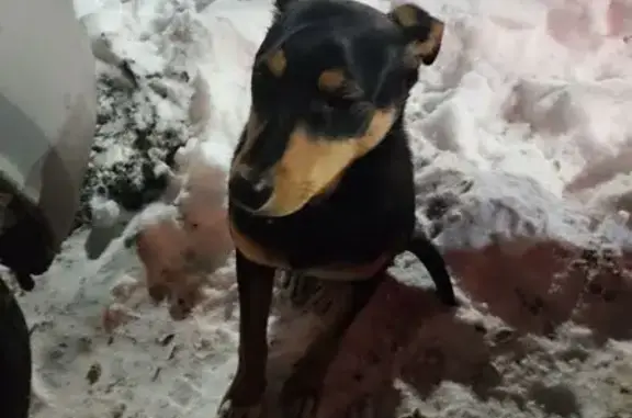 Найдена собака, Оренбург, фото: Найден собака, Уральская улица, 2/16, Оренбург - ласковый мальчишка