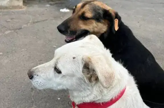 Пропал собака, Плещеево, Московская область - белый пёс дворовая - photo