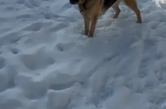Пропала собака, женский пол, Огородная улица, 4, Новороссийск - с тёмным ошейником - photo