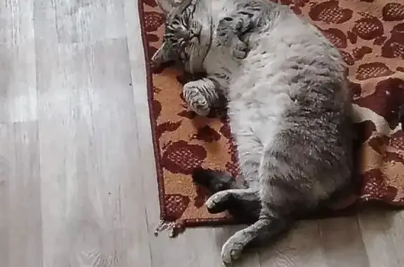 Объявления о пропавших и найденных животных, Тамбов, фото: Пропал кот, Делегатская улица, городской округ Тамбов - бело-серый с оранжевым ошейником