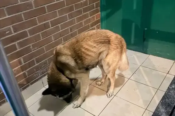 Найденные животные Москва, фото: Найдена собака, Ягодная улица, 6, Москва - бежевый с подпалиной