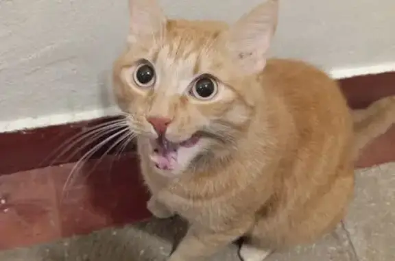 Найденные животные Москва, фото: Найдена кошка, Каширское шоссе, 138, Москва - чистый и ухоженный