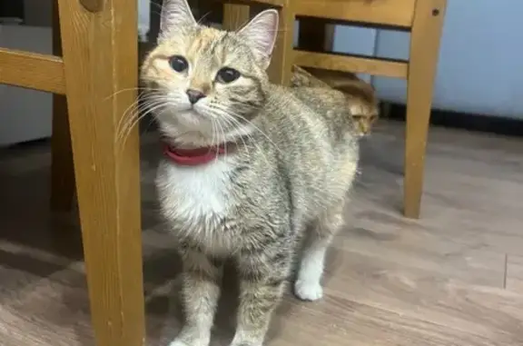 Найдена кошка, Воскресенск, Мо...