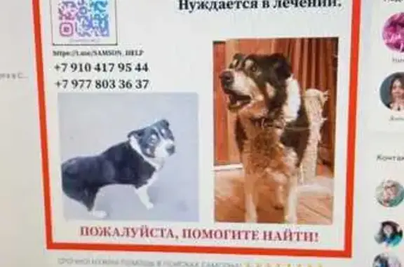 Собаки потеряшки, Радонеж, фото: Потеряшка собака, Радонеж, Московская область - мальчик с черно-белой мордочкой