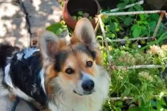 Пропал собака, улица Мусы Бигиева, 77, Казань - есть чип, зовут Тоша - photo