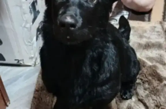 Найденные животные Каменский сельсовет, фото: Найдена собака, Каменский сельсовет, Пензенская область - щенок не старше 5 месяцев