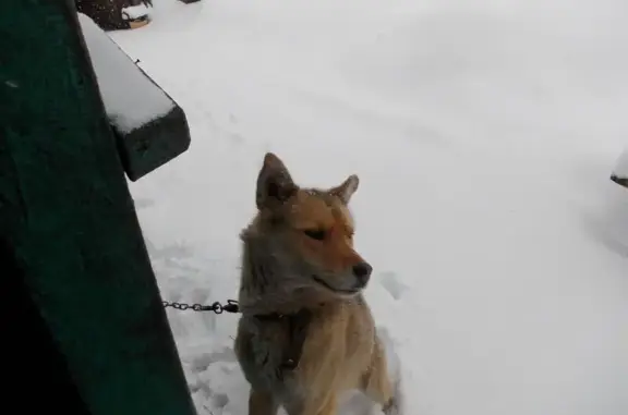 Потерянные животные Осинники, фото: Пропал собака, 3-й переулок Горняка, 15, Осинники - рыжий, крупный, 10 лет