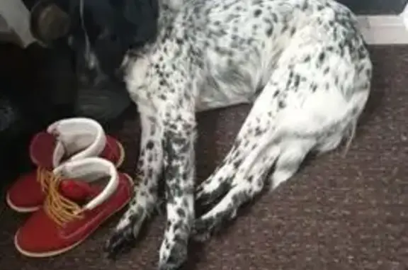 Найдена собака, Екшурское, фото: Найден собака, Экшурское сельское поселение, Экшурское - с ошейником, знает команды