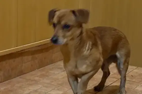 Найдена собака, Челябинск, фото: Найден собака, улица Коммуны, 149, Челябинск - похожий на таксу