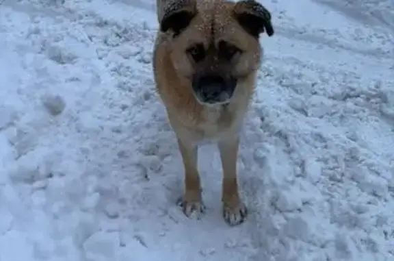 Найдена собака, Казань, фото: Найдена собака, улица Химиков, 21, Казань - рыжая с чёрной мордочкой