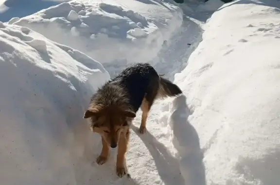 Найденные животные Нелидово, фото: Найдена собака, Заводская улица, 7, Нелидово - девочка с ошейником