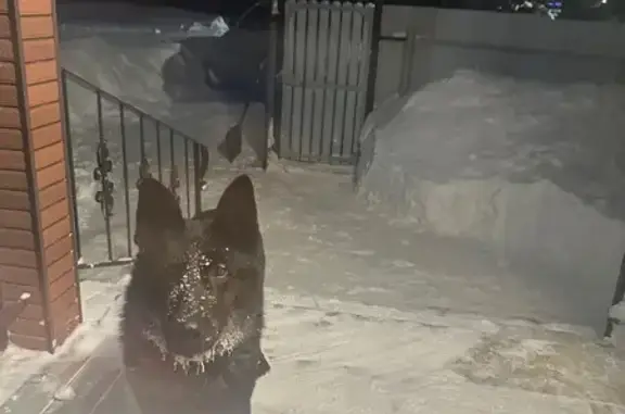 Найдена собака, Богородск, фото: Найден собака, улица Кравцова, 4, Богородск - большой черный с ошейником