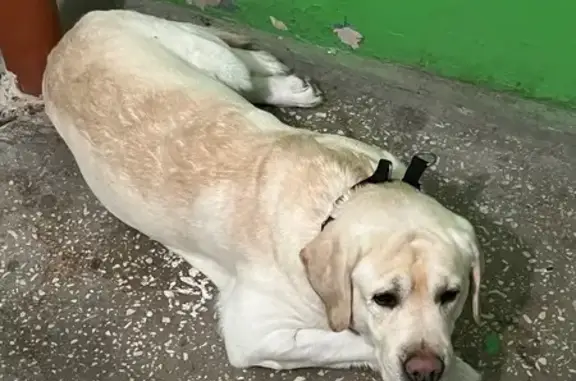 Найдена собака, Липецк, фото: Найден собака, улица Монтажников, 5, городской округ Липецк - добрый, не агрессивный