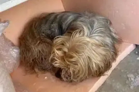 Пропала собака, ул. Канукова, 64, Элиста - мальчик, 6 лет, помесь Йорка и дворняжки - photo