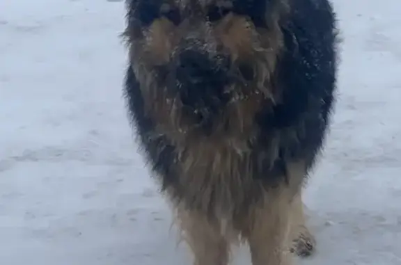 Найдена собака, Петушки, фото: Найдена собака, улица Ленина, 24, Петушки - без ошейника, похожа на помесь кавказца