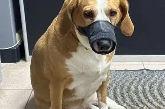 Найденные животные Зеленоград, фото: Найдена собака, Панфиловский проспект, Зеленоград - оранжевый ошейник