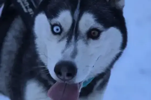 Собаки потеряшки, дома отдыха «Пахра», фото: Потеряшка собака, Лесная улица, Москва - хаски, 3 года, чипированная