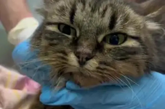 Найдена кошка, 46К-8221, 151,...