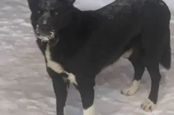 Найденные животные Тверь, фото: Найдена собака, улица Строителей, городской округ Тверь - пугливая и голодная