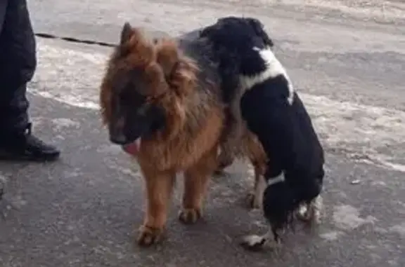 Пропал собака, улица Василия Иванова, 36, Нижний Новгород - русский спаниель, черно-белый - photo