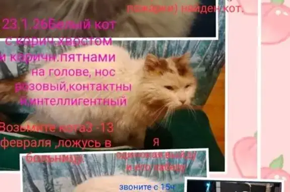 Найденные животные Малаховка, фото: Найдена кошка, улица Карла Либкнехта, 2/1, Малаховка - белый пушистый с коричневыми пятнами