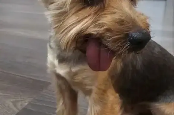 Найдена собака, Краснодар, фото: Найдена собака, мужской пол, улица Калинина, 95/1, Краснодар