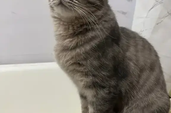 Потерянные животные Березники, фото: Пропала кошка, улица Пятилетки, Березники - серая молоденькая