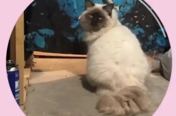 Пропал кот, Бархатная улица, 6, Строитель - большой с пушистым хвостом - photo