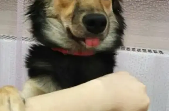 Пропала собака, женская, Урожайный переулок, Красный Кут - черно-рыжая с пушистым воротником - photo