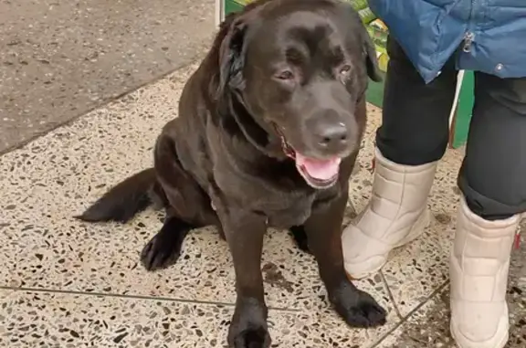 Найдена собака, Рязань, фото: Найдена собака, Интернациональная улица, 16А, городской округ Рязань