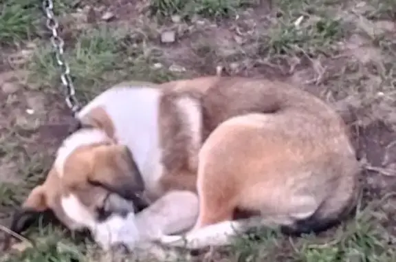 Пропал собака, мужской, Индустриальная улица, 2, Месягутово - коричневая шерсть с белым - photo