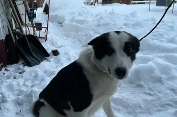 Пропала собака, 3-й Кольцевой проезд, 2/46, городской округ Тверь - черное пятно на голове - photo