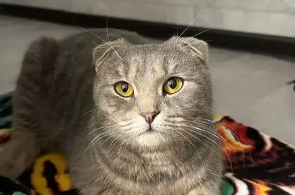 Найдена кошка, женский пол, ул...