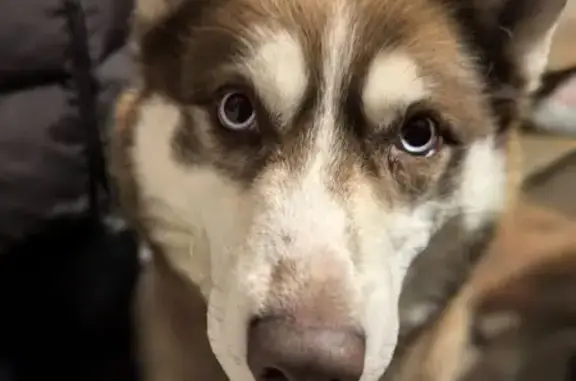 Найдена собака, Брянск, фото: Найдена собака, Прудная улица, 61, Брянск - девочка хаски с длинным поводком