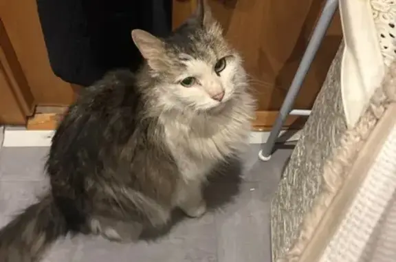 Найдена кошка, Боровая улица,...