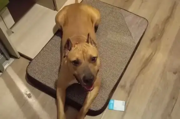 Найдена собака, Краснодар, фото: Найдена собака, женский пол, Полевая улица, 251, Краснодар - бежевая с белым пятнышком