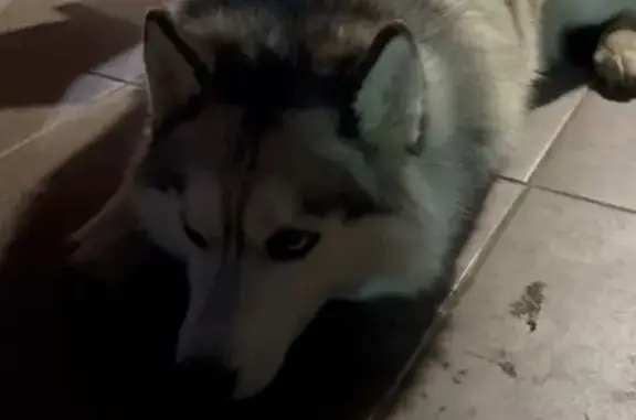 Пропала собака, Лесная улица, городской округ Тамбов - девочка по кличке Найда - photo