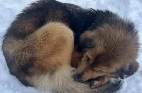 Найдена собака, Тула, фото: Найдена собака, Красноармейский проспект, Тула - очень спокойная и испуганная