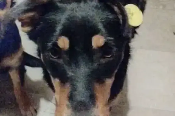 Потерянные животные Глинищево, фото: Пропала собака, улица Яшенина, Глинищево - жёлтая клипса на левом ухе