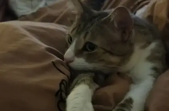 Пропал кот, Петергофское шоссе, 84, Санкт-Петербург - серый в полоску с белым животиком - photo