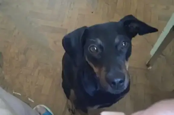 Объявления о пропавших и найденных животных, Селезни, фото: Пропала собака, посёлок совхоза «Селезнёвский», Селезни - охотничья породы ягдтерьер