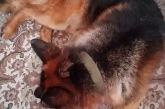 Объявления о пропавших и найденных животных, Якутск, фото: Найдена собака, Якутск, взрослая немецкая овчарка с ошейником